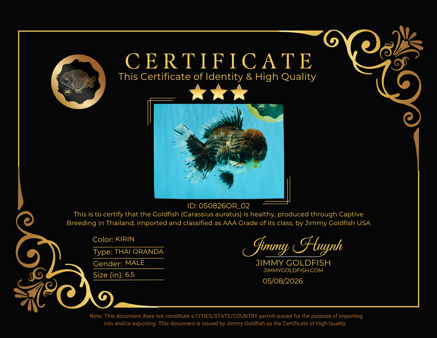 CHUBBY AAA Grade Godzilla Kirin Oranda Male 6.5 inches #050826OR_02