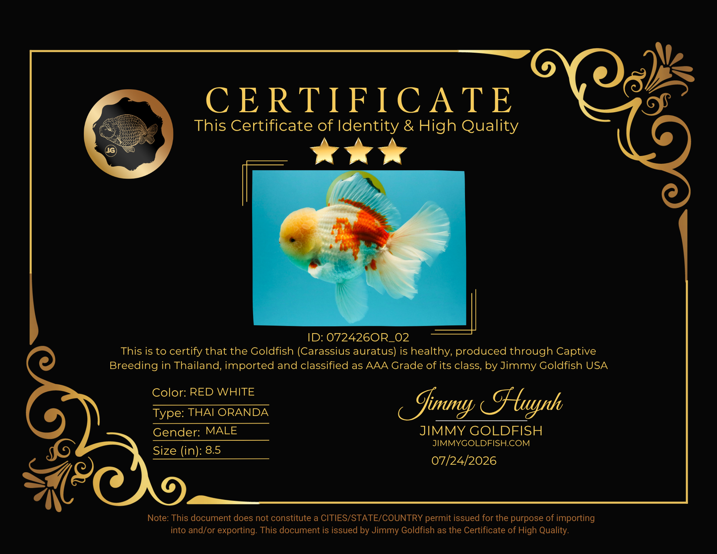 FLUFFY AAA Grade Jumbo Boradtail Red White Oranda Male 8.5 inches #072426OR_02