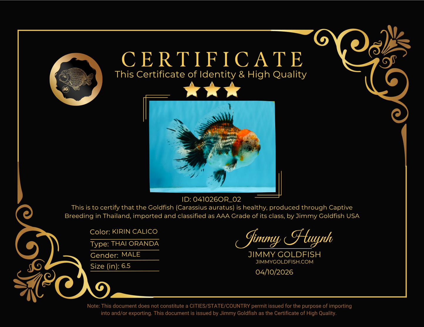 CHUNKY AAA Grade Kirin Calico Oranda Male 6.5 inches #041026OR_02
