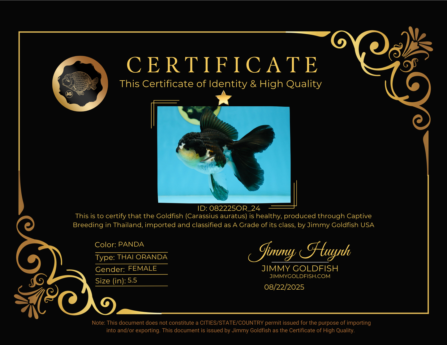 A Grade Panda Oranda Female 5.5 inches #082225OR_24