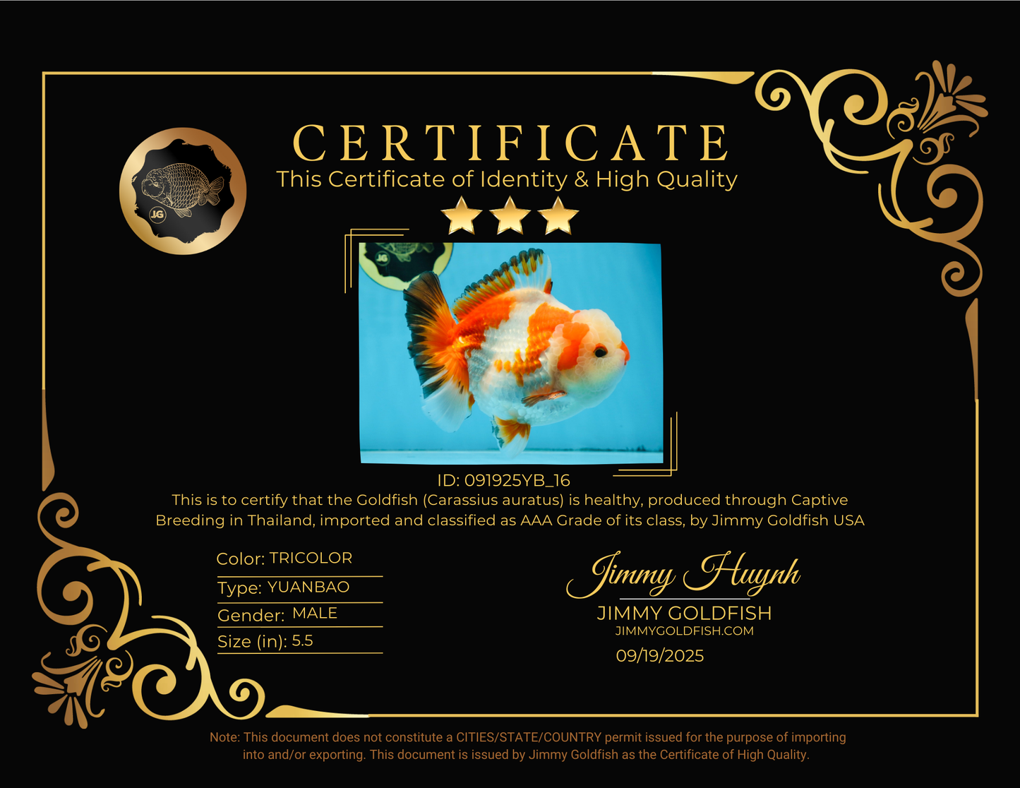 AAA Grade CHONKY Tricolor Yuanbao Male 5.5 inches #091925YB_16