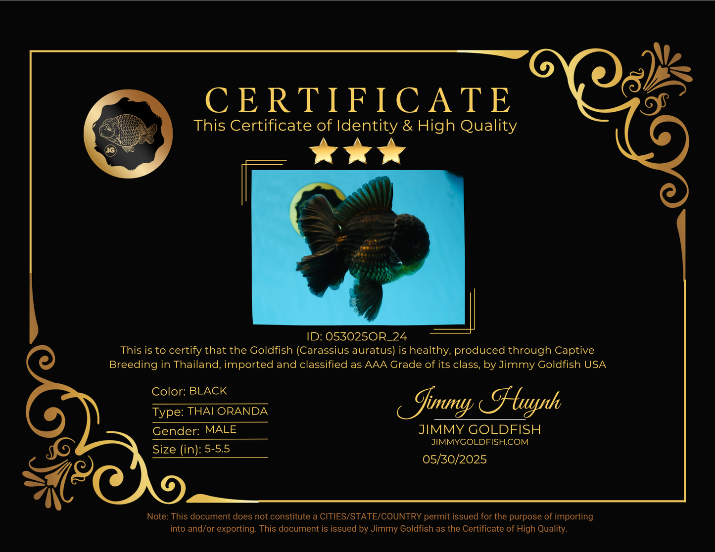 AAA Grade Jumbo Black Oranda Male 5-5.5 inches #053025OR_24