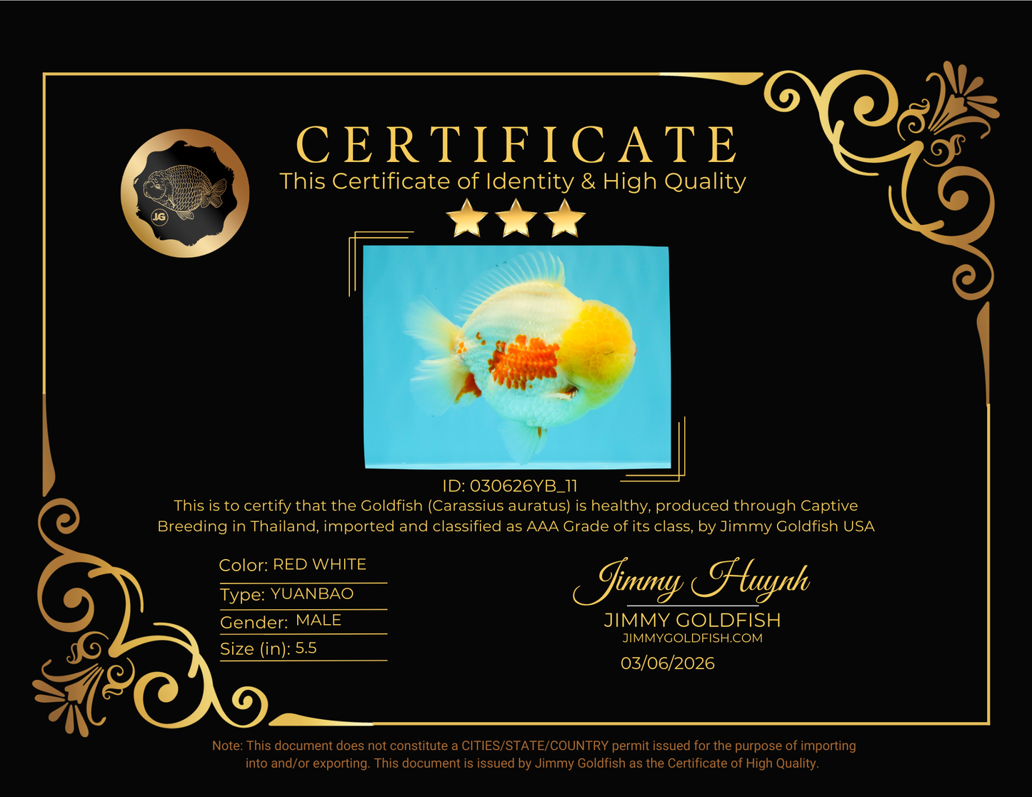 BIG WEN AAA Grade Godzilla Red White Lipstick Yuanbao Male 5.5 inches #030626YB_11