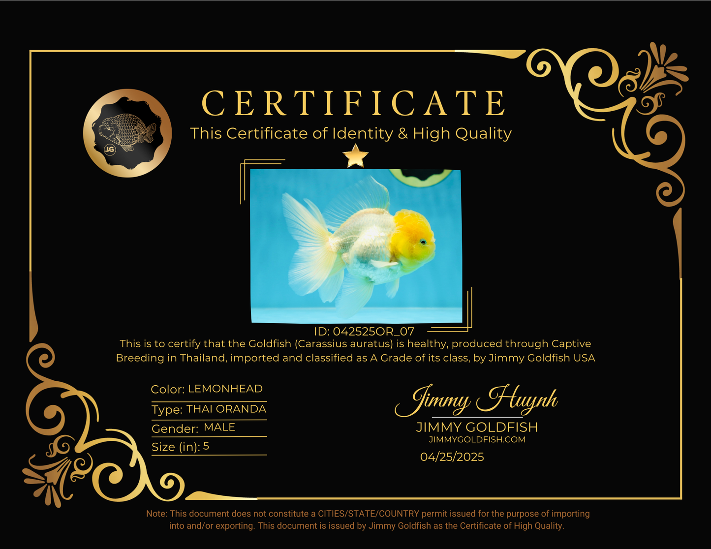 Big Wen A Grade Lemonhead Oranda Male 5 inches #042525OR_07