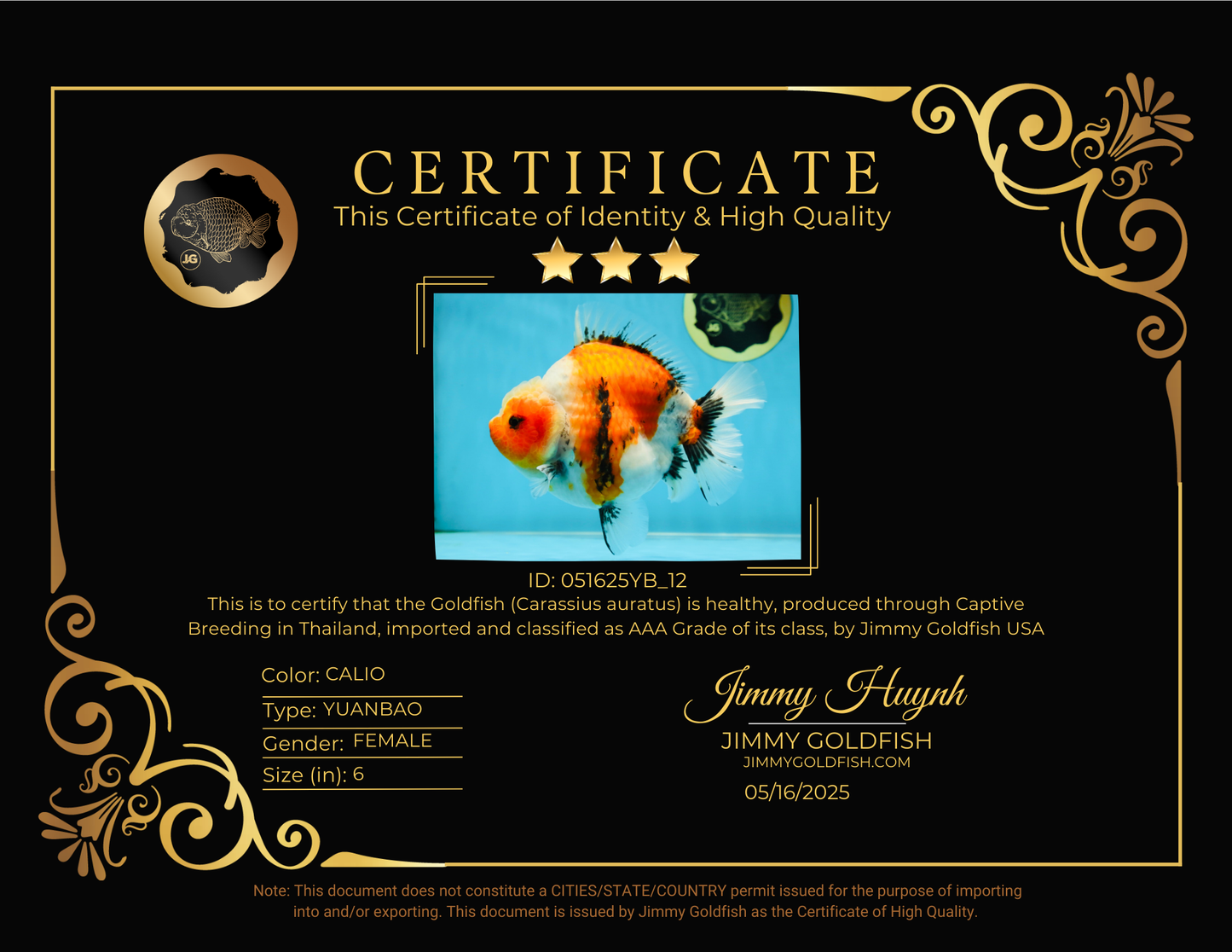 AAA Grade Big Body Godzilla Ink Calico Yuanbao Female 6 inches #051625YB_12