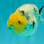 CHUBBY AAA Grade White Marble Blue Base Ranchu Male 5.5-6 inches #100226RC_28