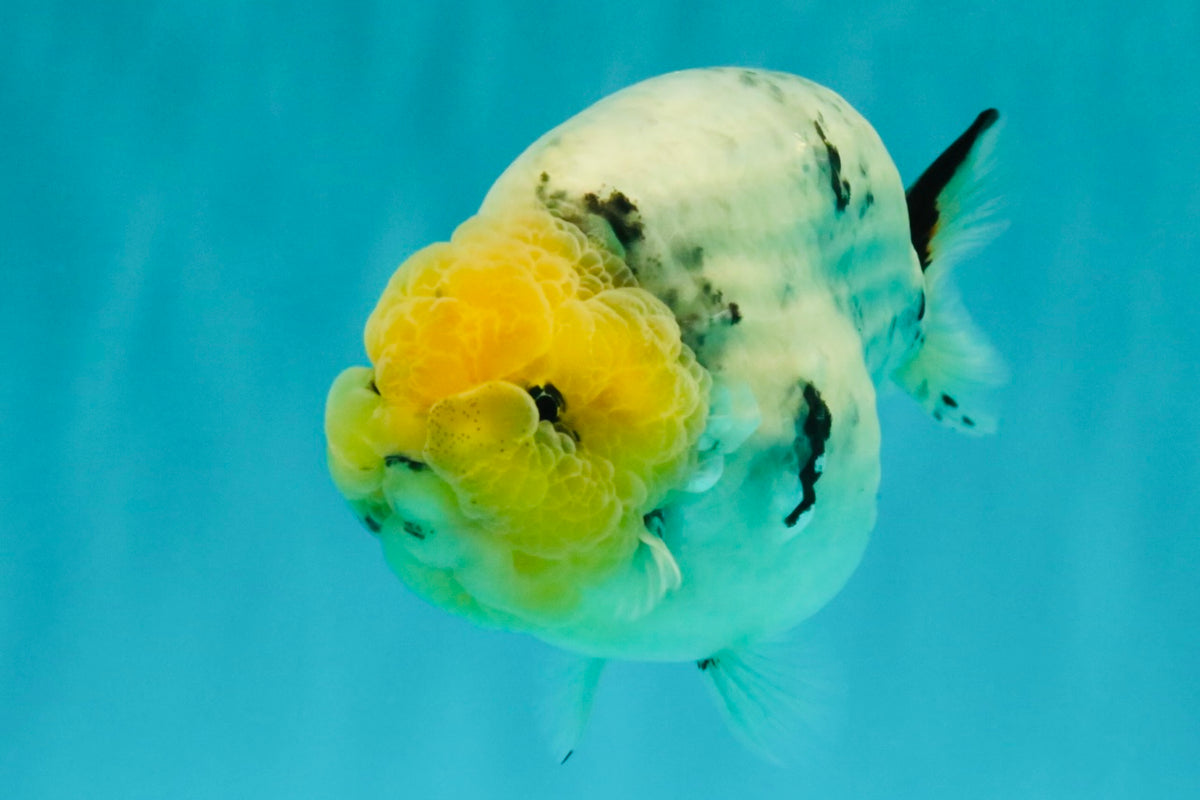 CHUBBY AAA Grade White Marble Blue Base Ranchu Male 5.5-6 inches #100226RC_28