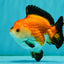 ADORABLE AAA Grade Tricolor Yuanbao Male 4.5-5 inches #080726YB_27