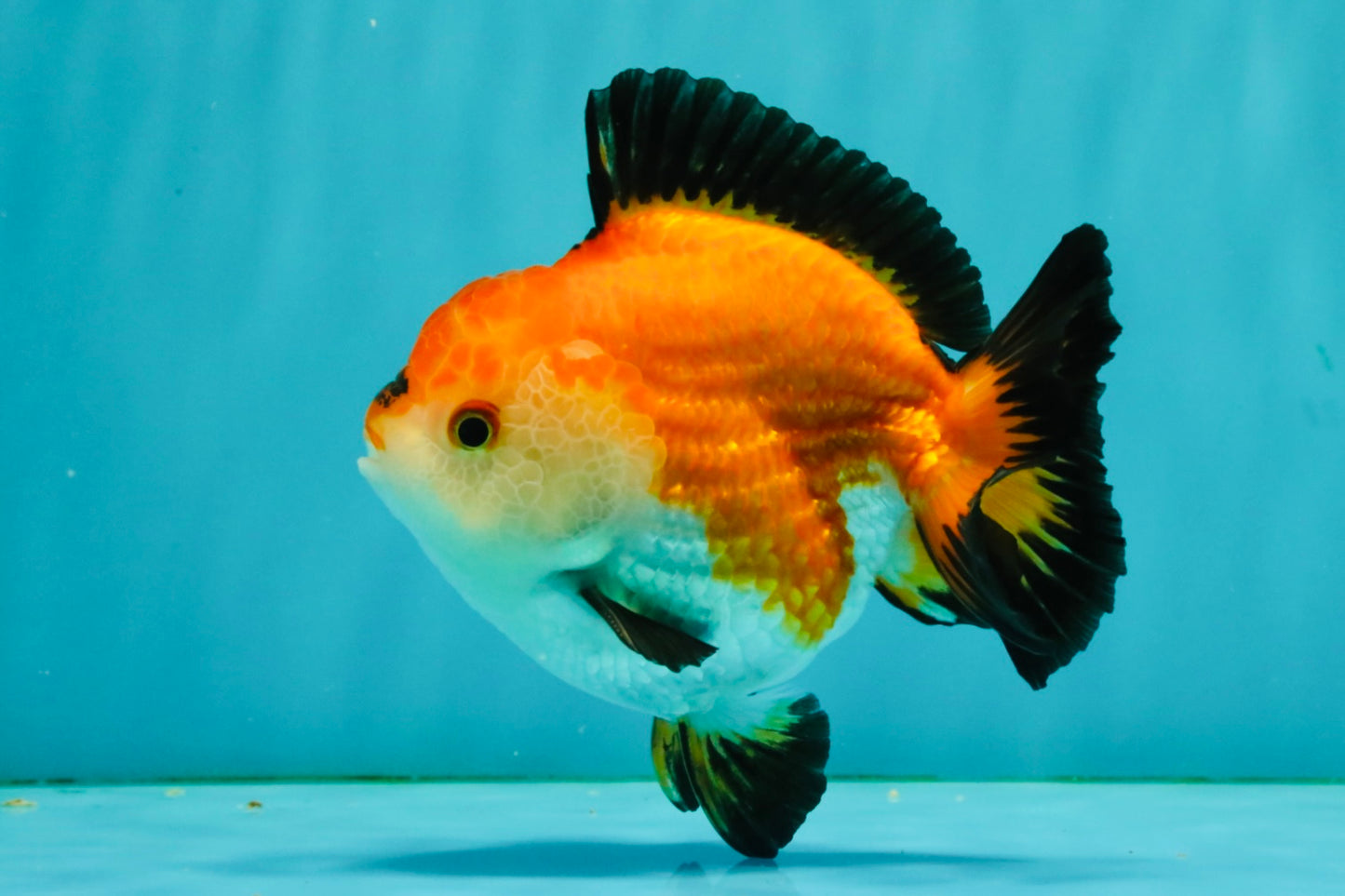 ADORABLE AAA Grade Tricolor Yuanbao Male 4.5-5 inches #080726YB_27