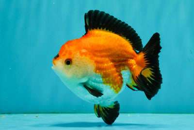 ADORABLE AAA Grade Tricolor Yuanbao Male 4.5-5 inches #080726YB_27