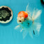 A Grade Sakura Oranda Male 5 inches #110824OR_11