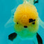 A Grade Grumpy Lemonhead Panda Oranda Female 5 inches #111524OR_13