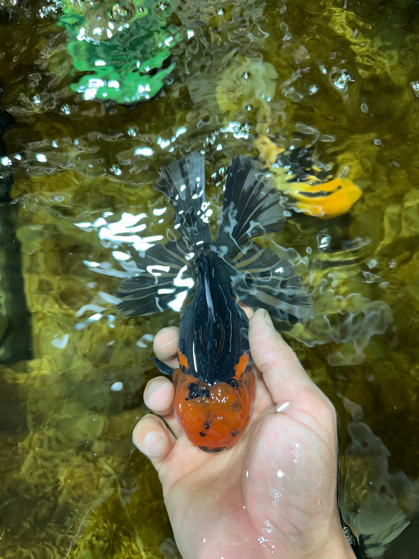 A Grade FANCY Tricolor Oranda Male 5.5 inches #082925OR_05