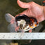 Angry Bird Tricolor Oranda Male 5.5 inches #081525OR_30