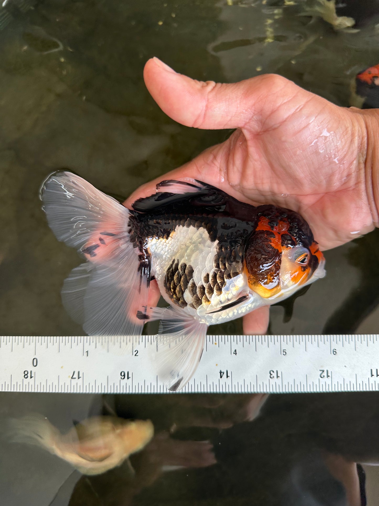 Angry Bird Tricolor Oranda Male 5.5 inches #081525OR_30