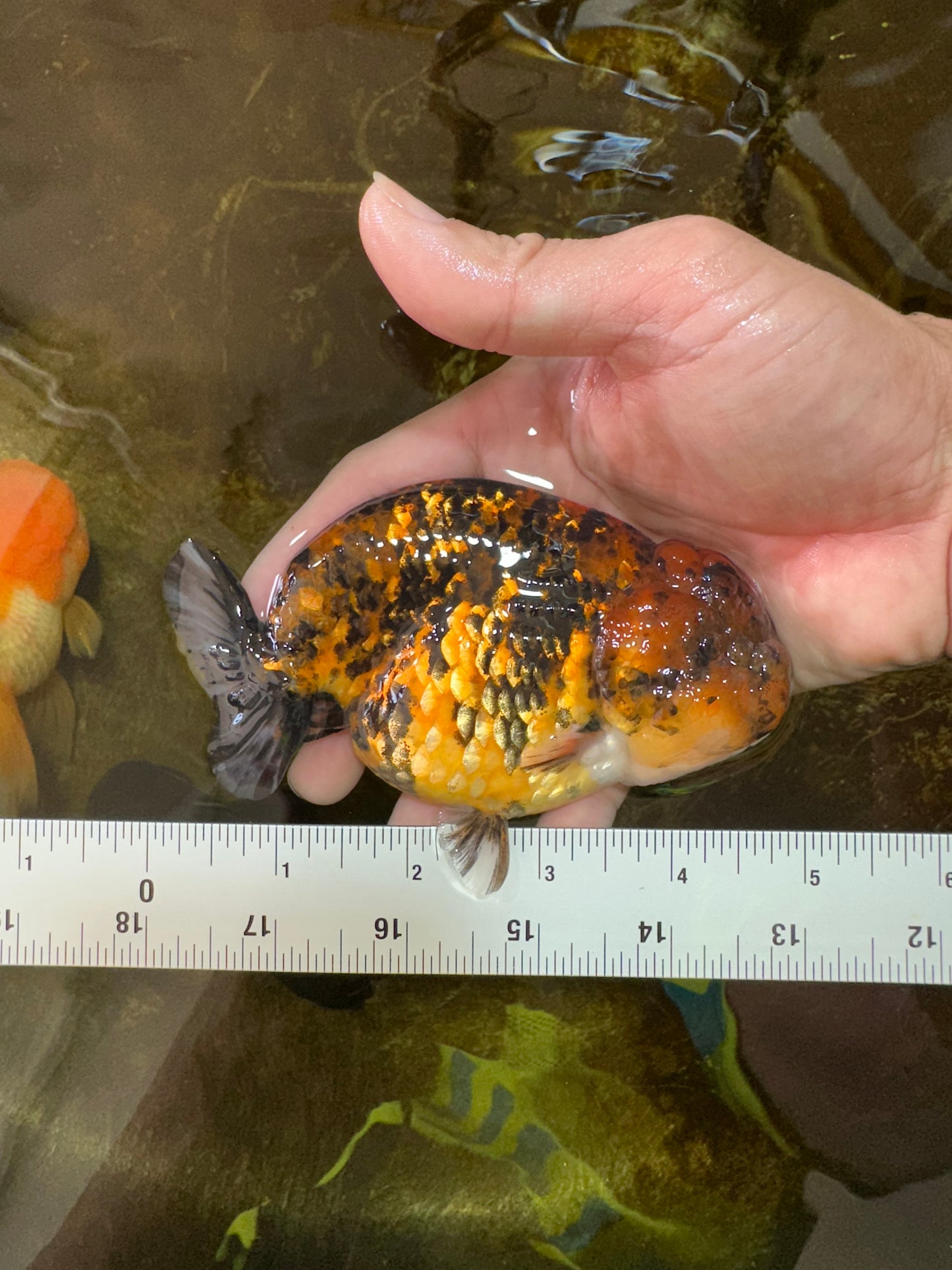 A Grade Tiger LionKing 4.5-5 inches #071125LC_03