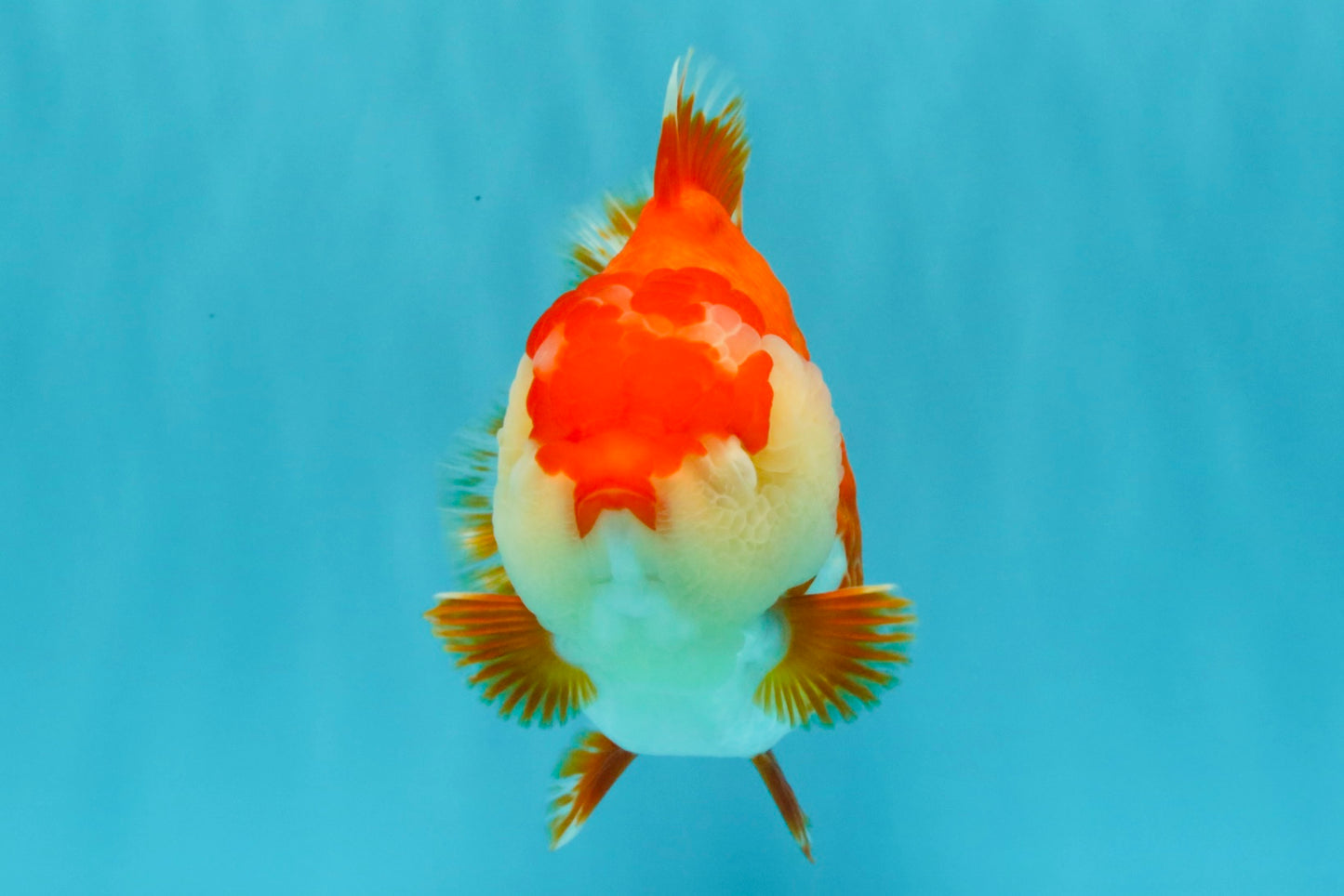 AAA Grade Godzilla Red White Yuanbao Female 5-5.5 inches #030626YB_12