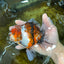 AAA Grade Young Godzilla Calico Oranda Male 5.5 inches #080125OR_04