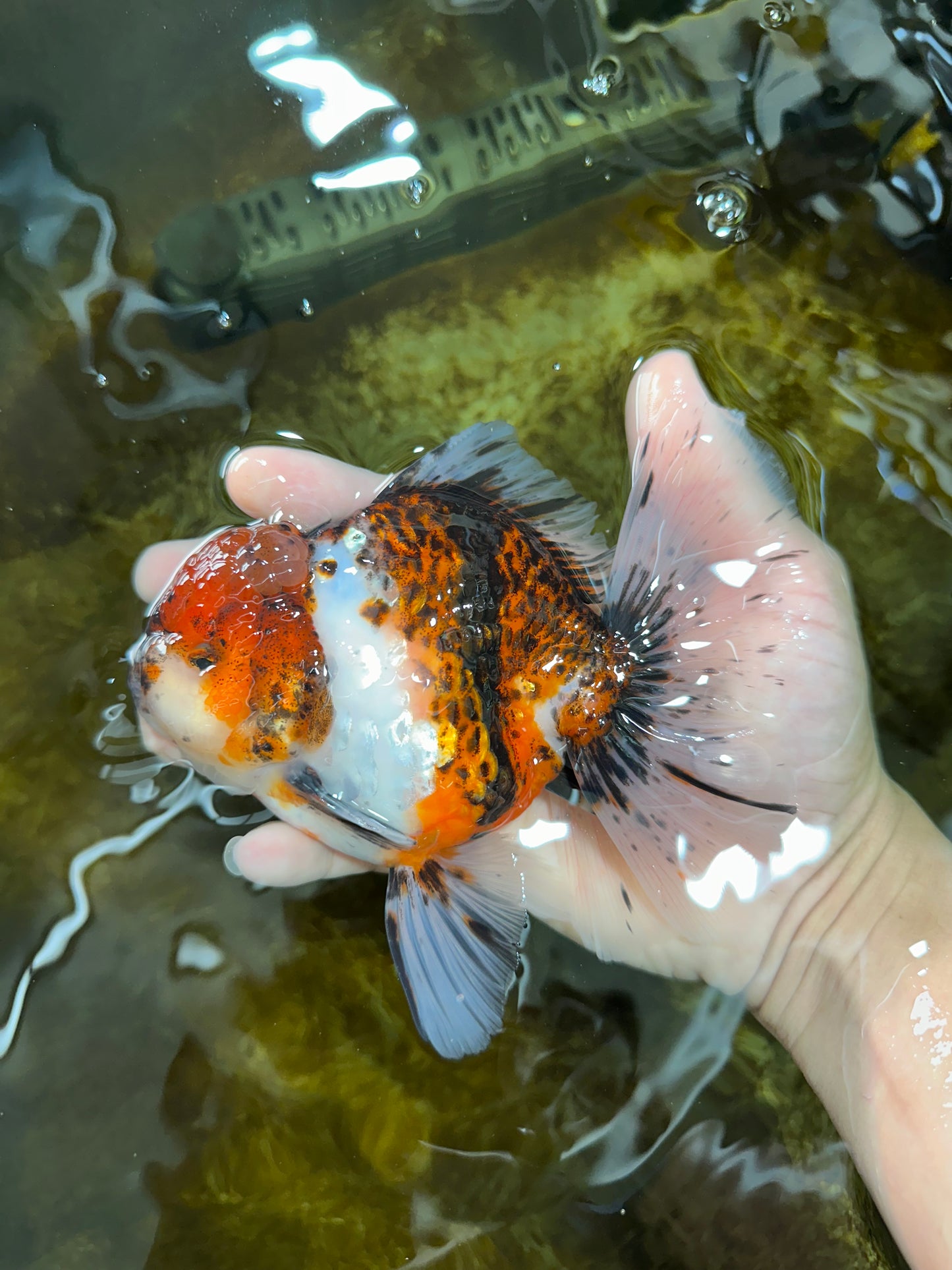 AAA Grade Young Godzilla Calico Oranda Male 5.5 inches #080125OR_04