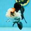 A Grade Tricolor Oranda Female 4.5-5 inches #120624OR_10