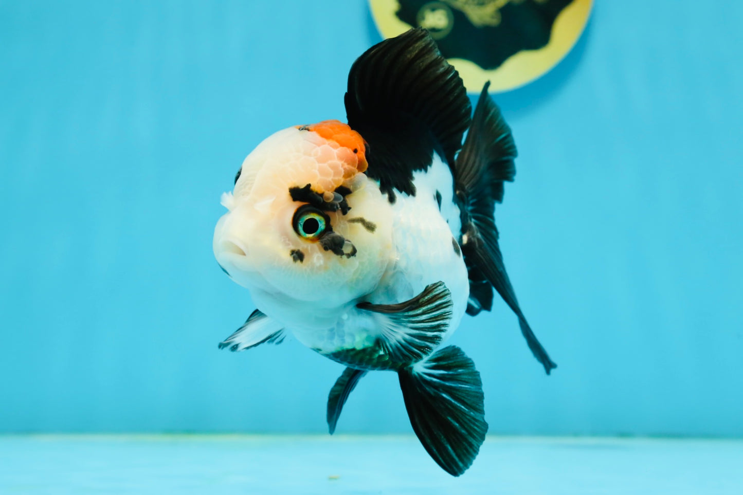 A Grade Tricolor Oranda Female 4.5-5 inches #120624OR_10