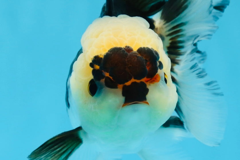 A Grade Wolverine Tricolor Oranda Female 4.5-5 inches #0830OR_03