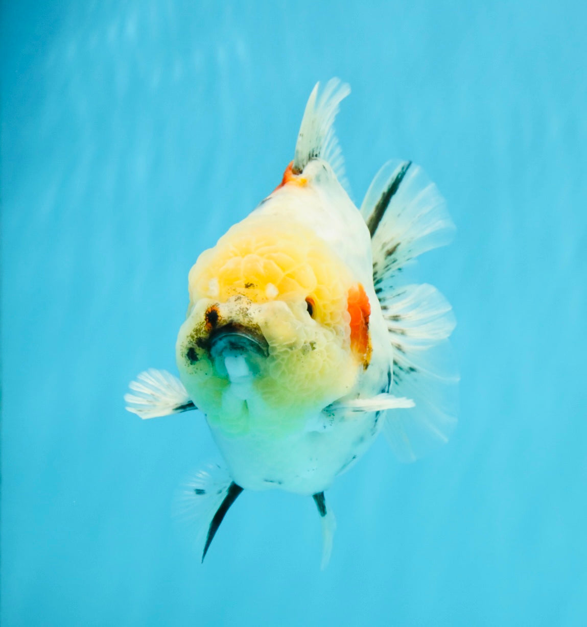 AAA Grade Marble Yuanbao Male 5.5-6 inches #041026YB_25