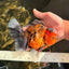 AAA Grade Tiger Oranda Male 6-6.5  inches #071026OR_36