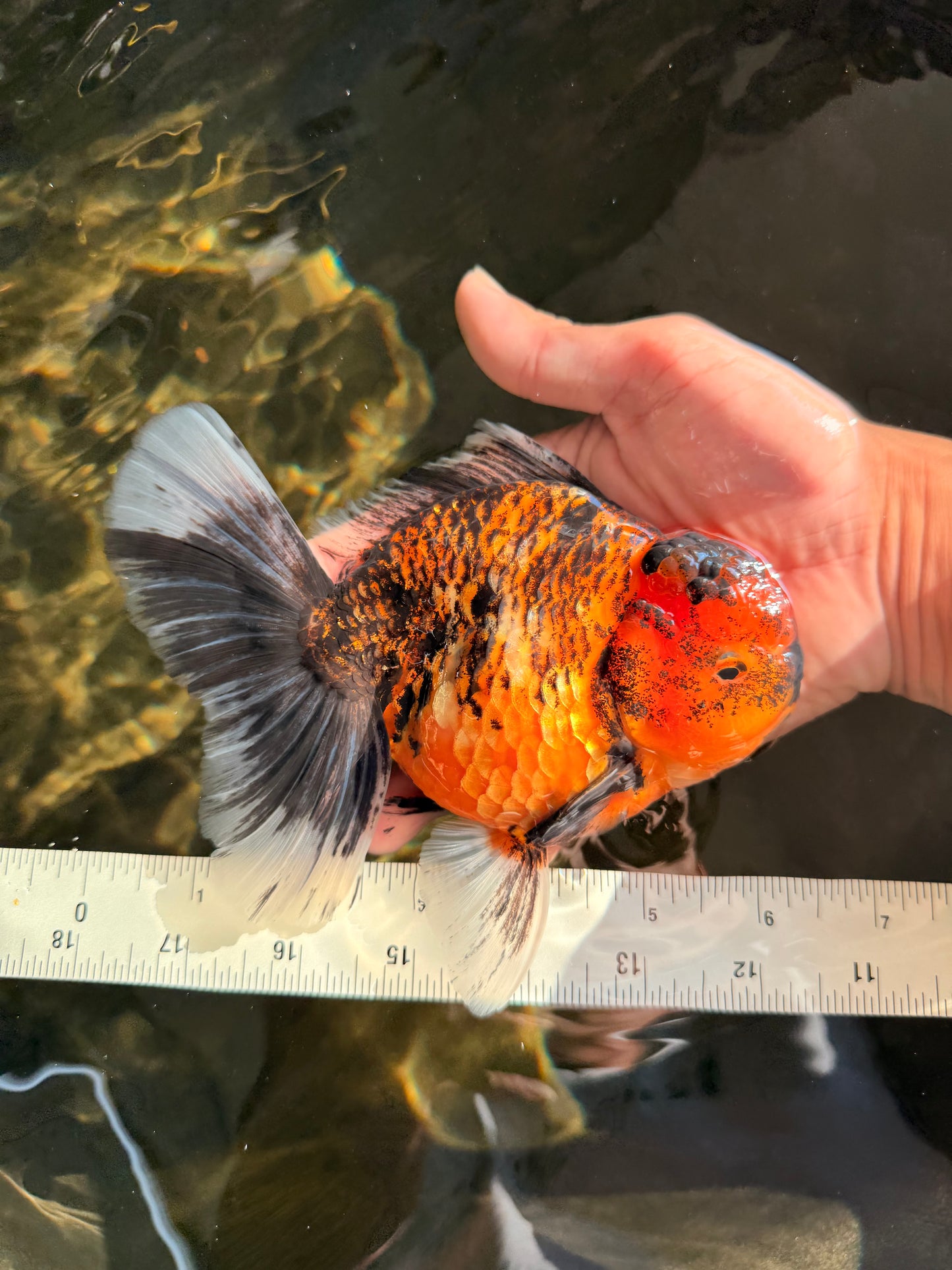 AAA Grade Tiger Oranda Male 6-6.5  inches #071026OR_36