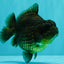 A Grade High Back Black Yuanbao Female 4.5-5 inches #100226YB_12