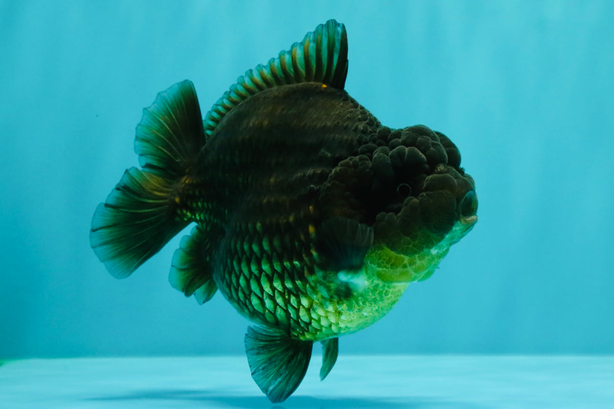 A Grade High Back Black Yuanbao Female 4.5-5 inches #100226YB_12