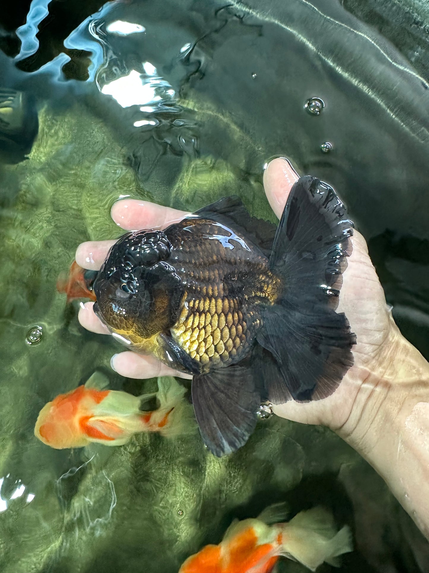 AAA Grade Jumbo Black Oranda Male 5-5.5 inches #053025OR_24