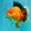 AAA Grade Apache Oranda Male 6.5 inches #071026OR_06