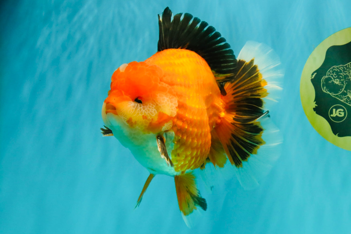 AAA Grade Apache Oranda Male 6.5 inches #071026OR_06
