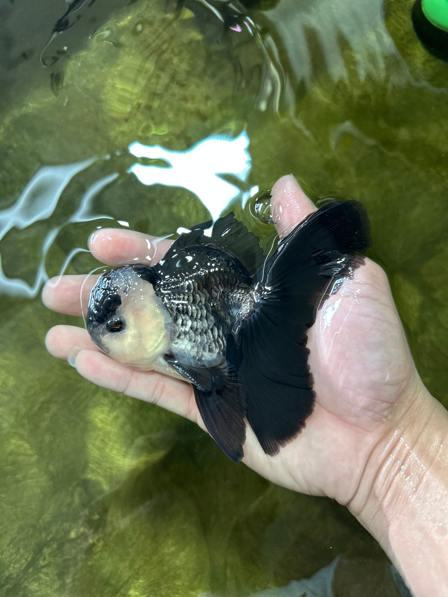 A Grade Panda Oranda Male 5 inches #050225OR_09