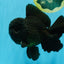 AAA Grade Godzilla Black Oranda Male 6.5 inches #032726OR_08