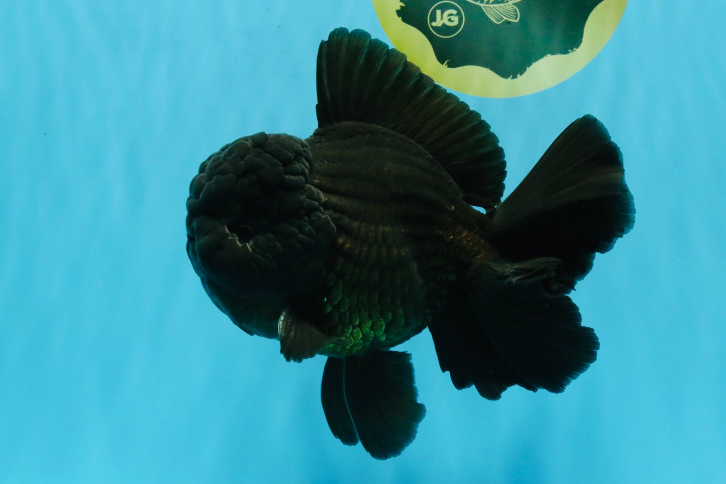 AAA Grade Godzilla Black Oranda Male 6.5 inches #032726OR_08