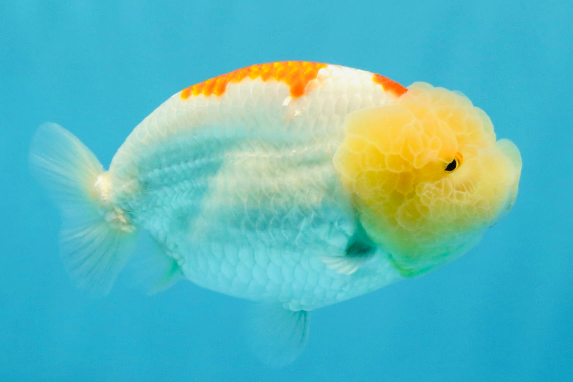 A Grade Red White LionQueen 5 inches #041026LC_14