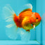 A Grade Red White Oranda Male 6 inches #071726OR_25
