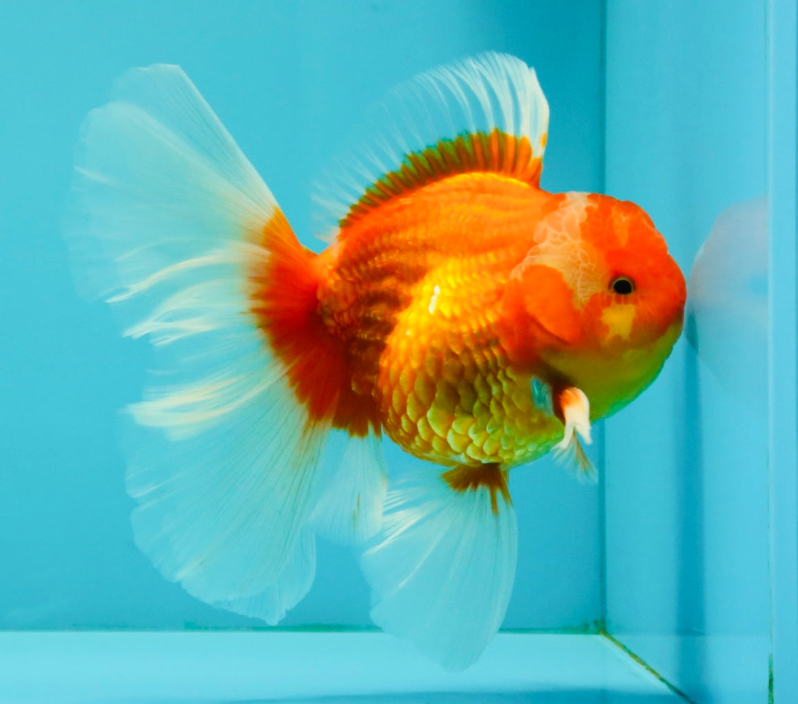A Grade Red White Oranda Male 6 inches #071726OR_25