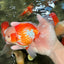 A Grade Lipsticks Red White Oranda Male 6 inches #101626OR_03