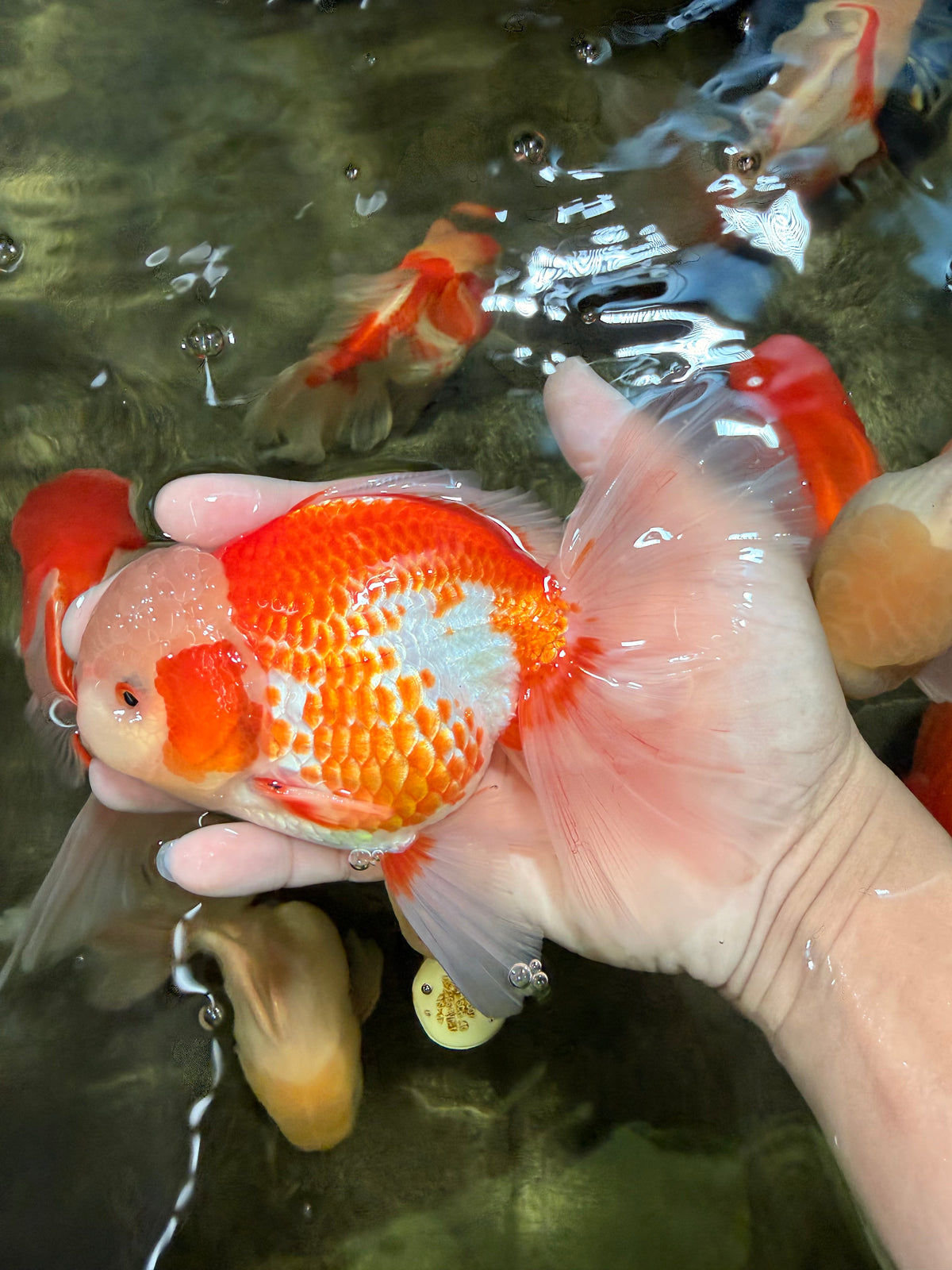 A Grade Lipsticks Red White Oranda Male 6 inches #101626OR_03