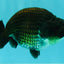 SPECIAL AAA Grade Strong Body Structure Black Cooper Ranchu Male 4.5 inches #061926RC_08