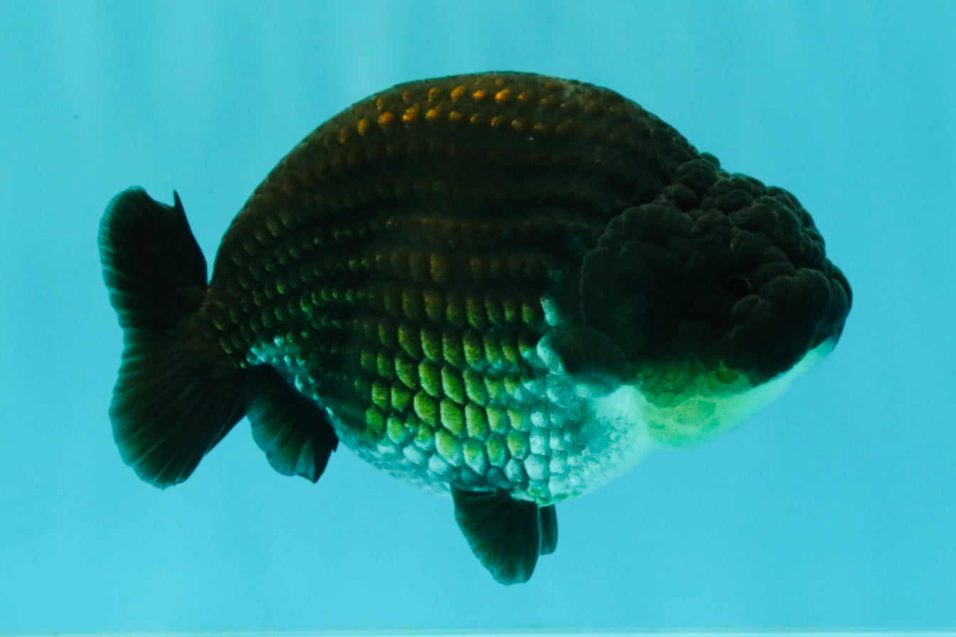 SPECIAL AAA Grade Strong Body Structure Black Cooper Ranchu Male 4.5 inches #061926RC_08
