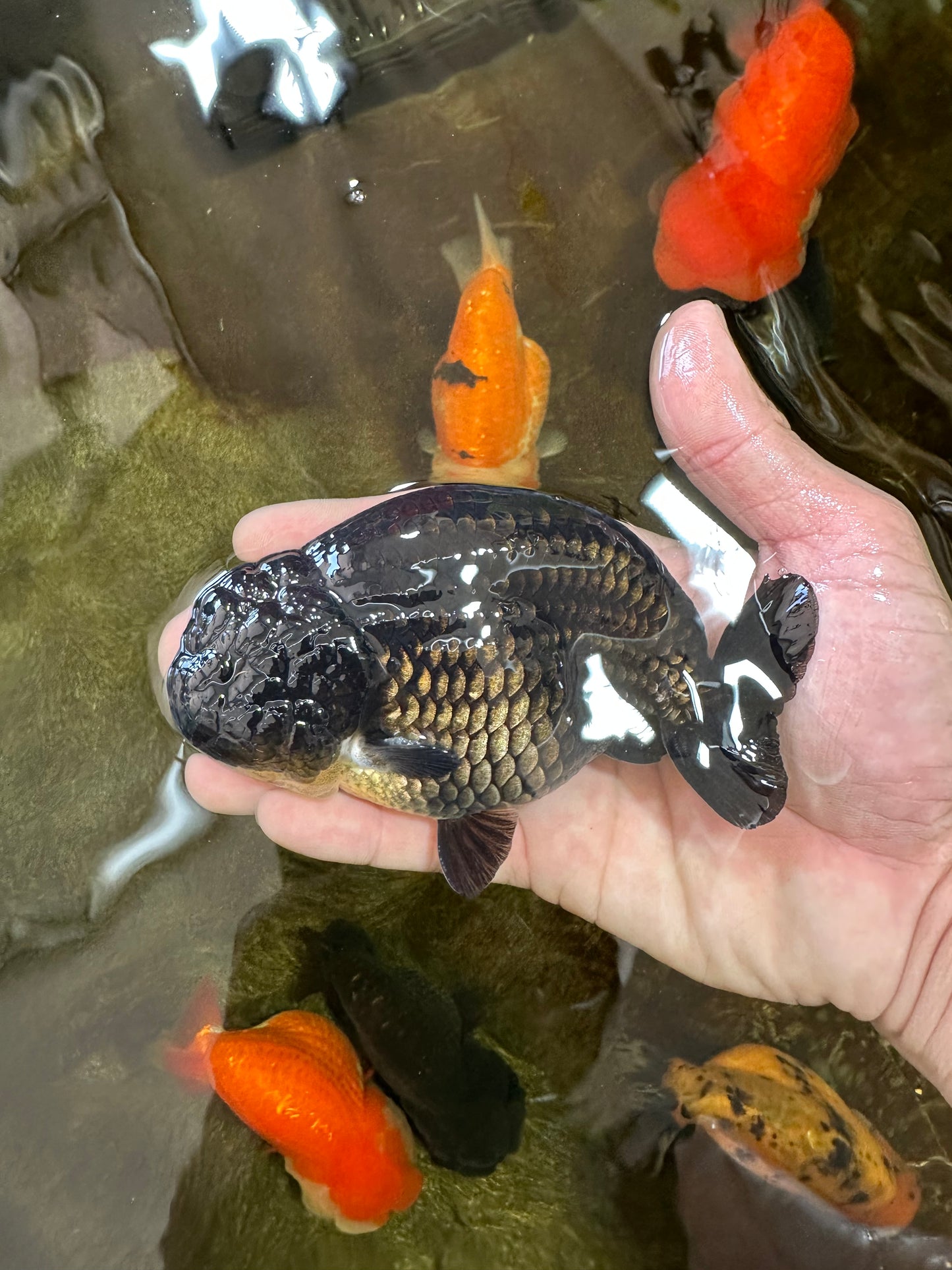 A Grade CHUNKY Black LionKing 4.5-5 inches #062025LC_04