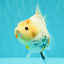 A Grade Tancho Marble Button Eyes Yuanbao Female 5 inches #062626YB_11