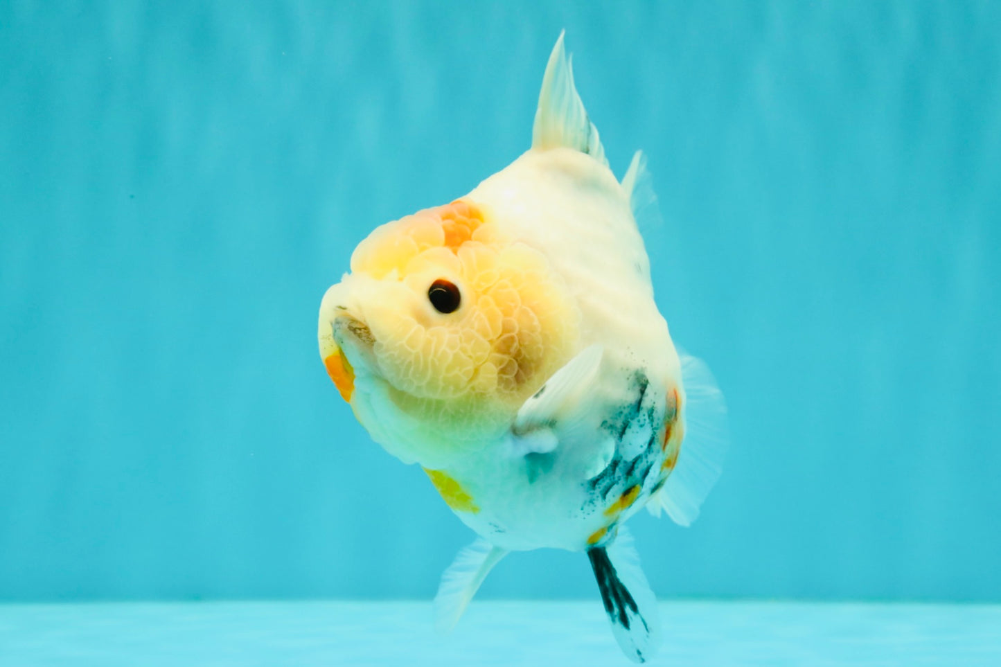 A Grade Tancho Marble Button Eyes Yuanbao Female 5 inches #062626YB_11
