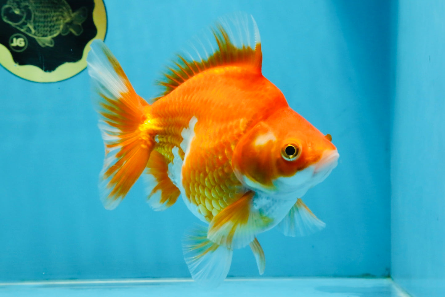 A Grade Red White Ryukin Female 5.5 inches #111425RK_05