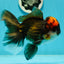 A Grade Lava Head Tricolor Oranda Male 5.5-6 inches #110124OR_18