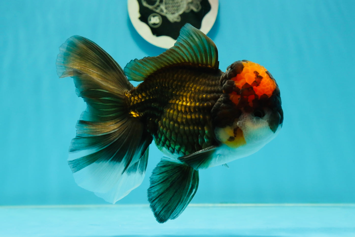 A Grade Lava Head Tricolor Oranda Male 5.5-6 inches #110124OR_18